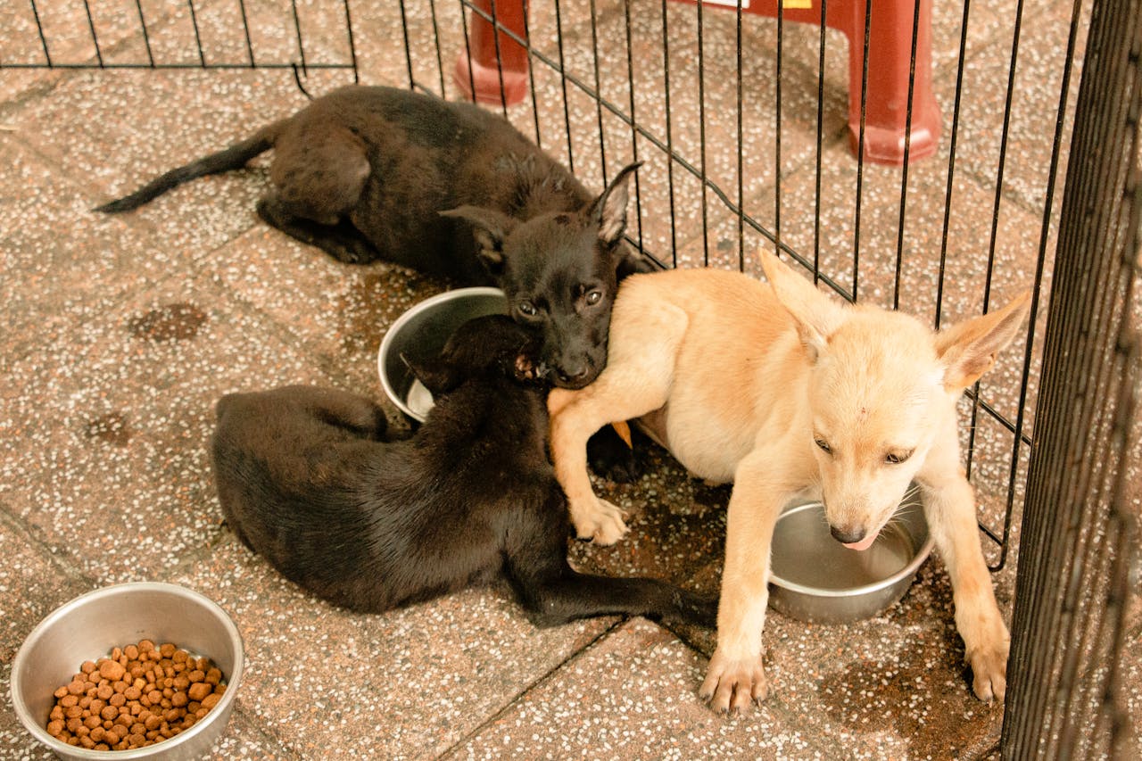 Three cute puppies enjoying meal in metal bowls outdoors, showcasing playful and tender bonding.